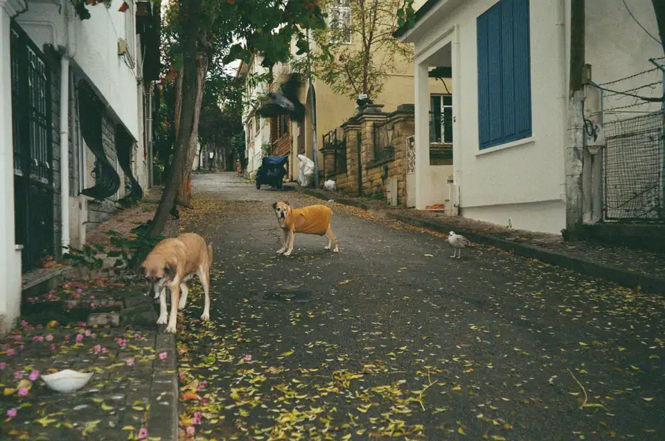 Turkey, photograph 26